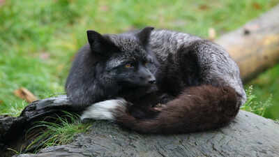In 1959, Soviet scientists began breeding silver foxes only for tameness; within decades, descendants had floppy ears, curled tails, shorter legs and patchy coats