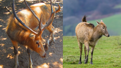 China moved 64 rare Milu deer to a reserve in 1993 and 1994, but a 1998 flood sent 36 into the wild, where their population topped 500