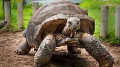 In 2018, Madagascar began rebuilding a giant tortoise population with just 12 founders; their offspring showed increased genetic diversity