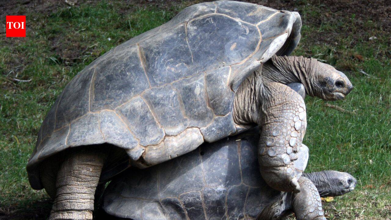 In 2018, Madagascar began rebuilding a giant tortoise population with just 12 founders; their offspring showed increased genetic diversity