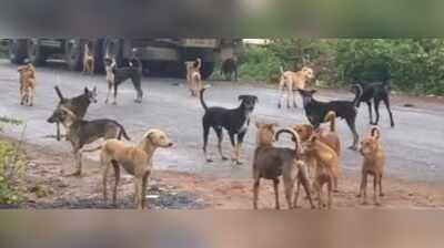 PCMC veterinary dept gets nod to hire 130 additional staffers amid manpower crunch & rising complaints of stray dog attacks