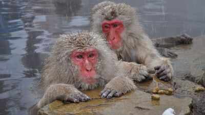In 1996, scientists moved 38 Japanese macaques from Japan to Austria; 23 years later, there were 160