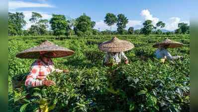 73 Assam tea estates announce 20% Durga Puja bonus