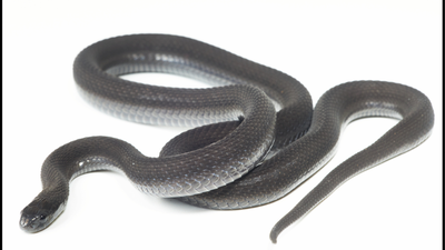 A snake found in Ethiopia’s Harenna Forest looked like a known species, but seven years of research revealed it was new to science