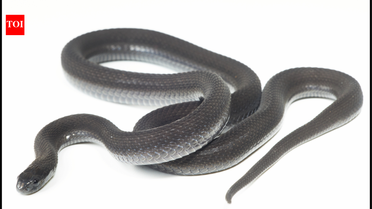 A snake found in Ethiopia’s Harenna Forest looked like a known species, but seven years of research revealed it was new to science