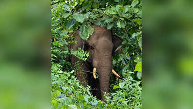 Injured tusker halts traffic on Bharatpur-Chandaka road