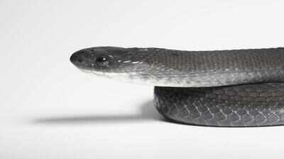 New snake species discovered in Ethiopia that eats only bird eggs; scientists explain its bizarre diet