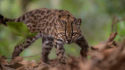 Meet Tilcayo: The tiny wild cat discovered in Bolivia's cloud forests after more than a century