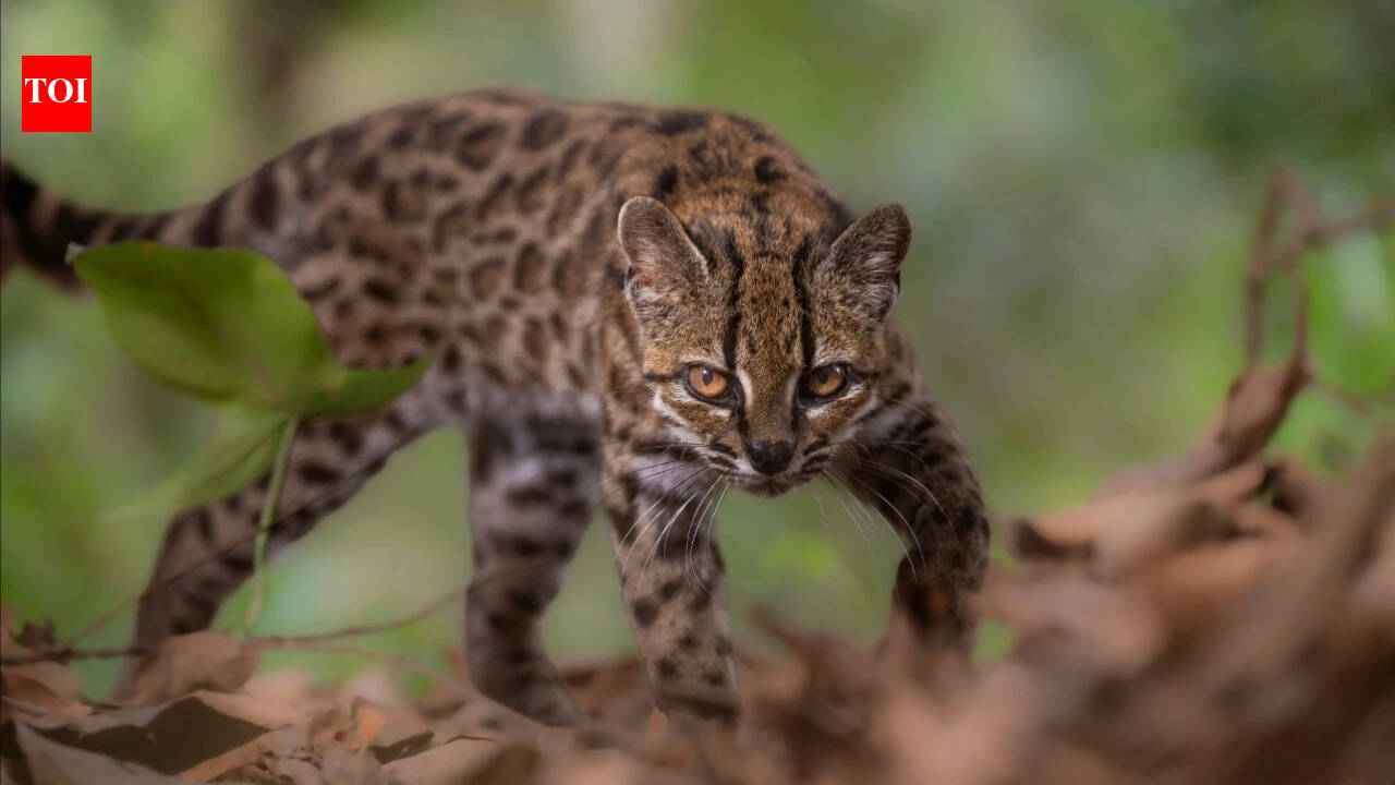Photo: timesofindia.indiatimes.com Découverte d'une Nouvelle Espèce de Chat Sauvage en Bolivie