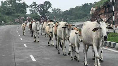 Owners face penalties as govt moves to curb stray cattle on highways, e-ways