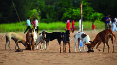 Goa halves ABC funds despite rise in dog sterilisation