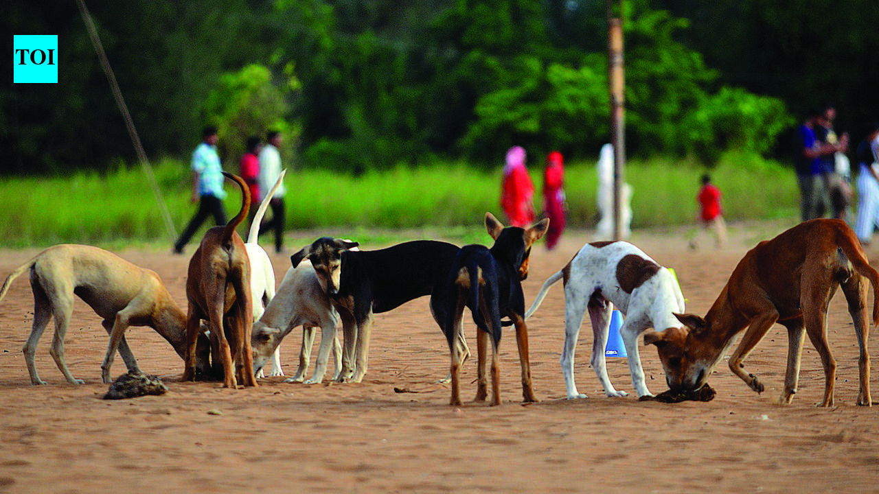 Goa halves ABC funds despite rise in dog sterilisation