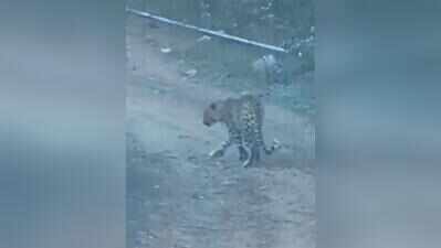 Leopard spotted near NSG campus in Manesar