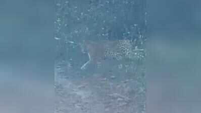 Leopard spotted near NSG campus in Manesar
