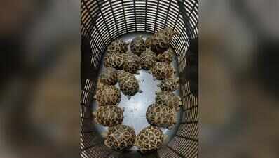 Two caught with 18 Indian star tortoises
