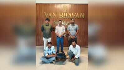 Two caught with 18 Indian star tortoises