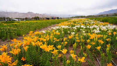 Flowers at 10,600ft: World’s highest twin fields unveiled in Leh