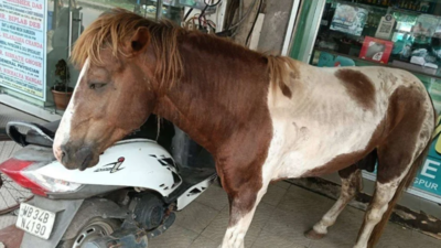 Abandoned pony limping through Kharagpur traffic rescued for veterinary care