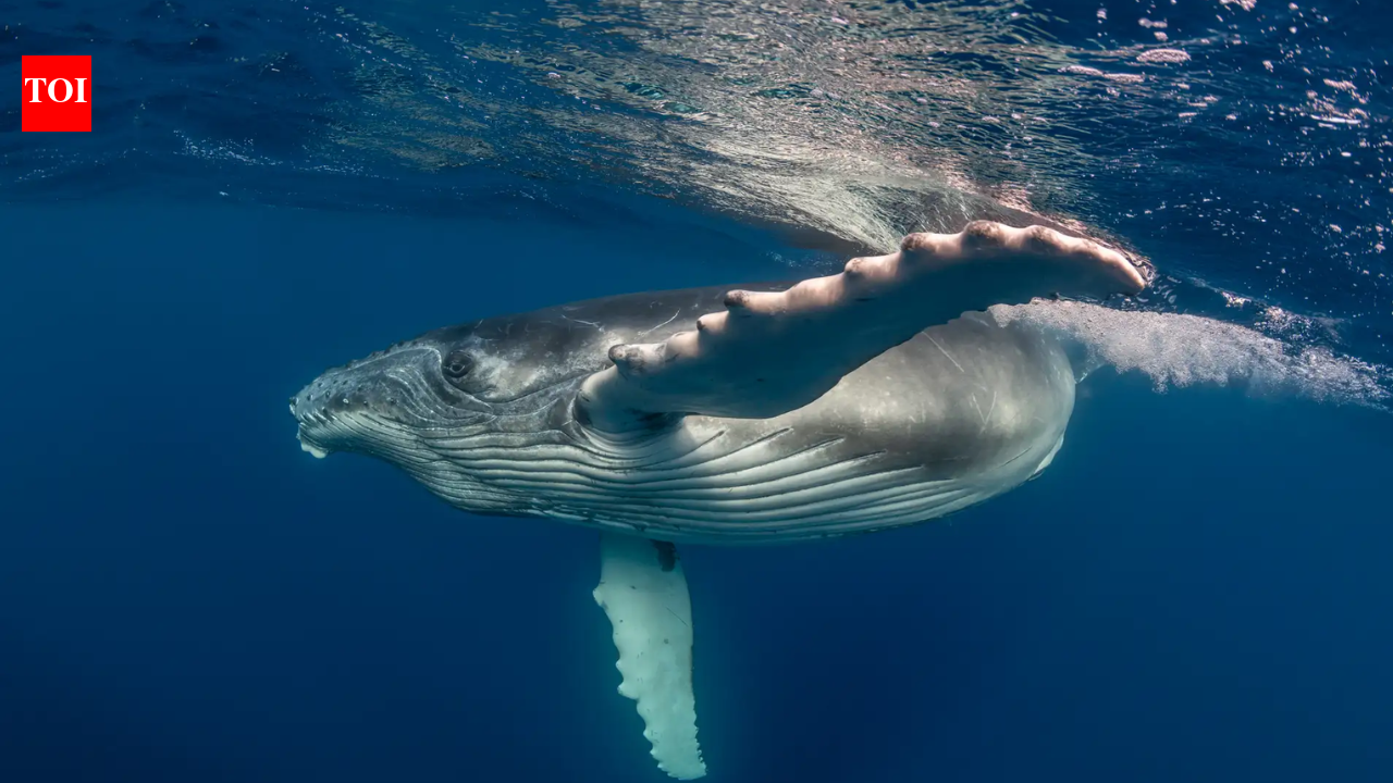 Whale Post-Mortem Behaviour: Study details mother’s vigil; scientists urge further observations