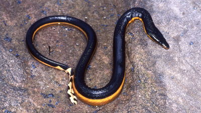 Yellow-bellied snake found on South California beach for the first time in nearly a decade: Beach holiday turns into adventure after girl encounters predator