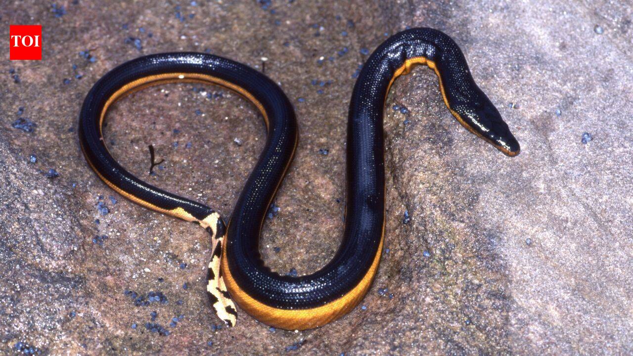 Venomous sea snake returns to California beach after 8 years