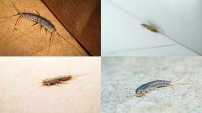 Why silverfish suddenly appear in bathrooms and wardrobes: 3 smart tips to get rid of them