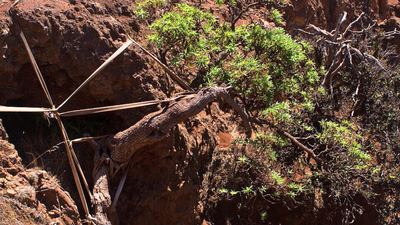 World's last known wild Chilean tree daisy gets a lifeline as conservationists use ropes to support its only survivor and two seedlings arrive at a Scottish garden