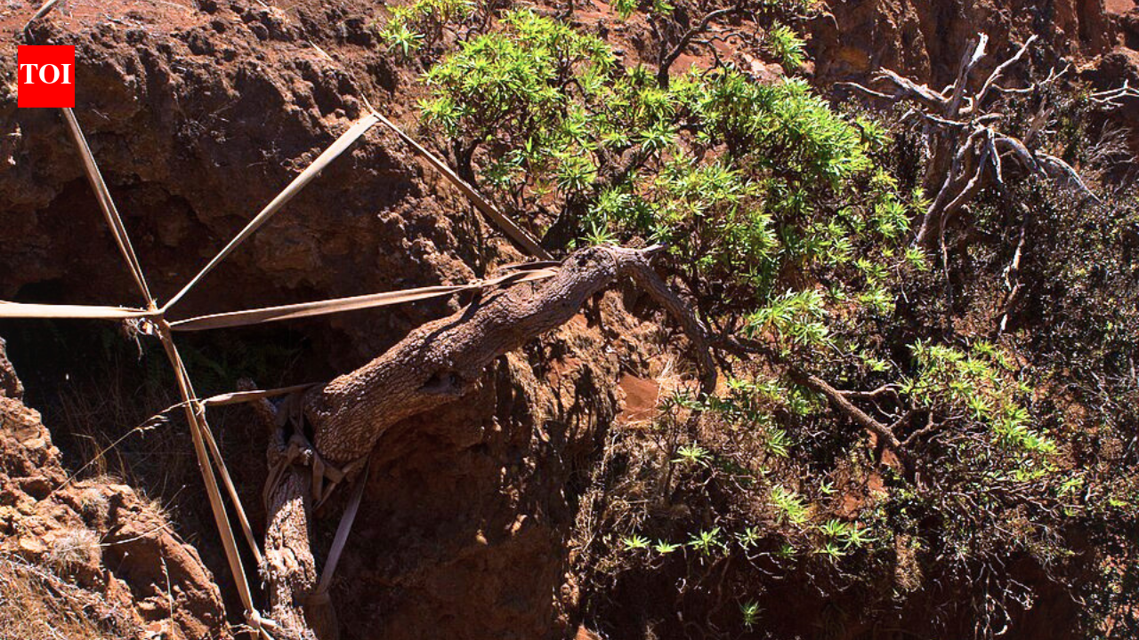 Last wild Chilean tree daisy gets hope as ropes support survivor, seedlings reach Scotland
