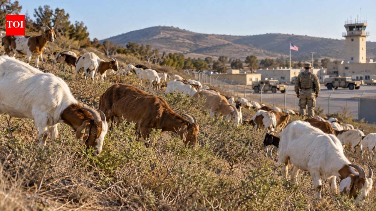 San Diego military base brings in almost 500 goats to tackle wildfire risk