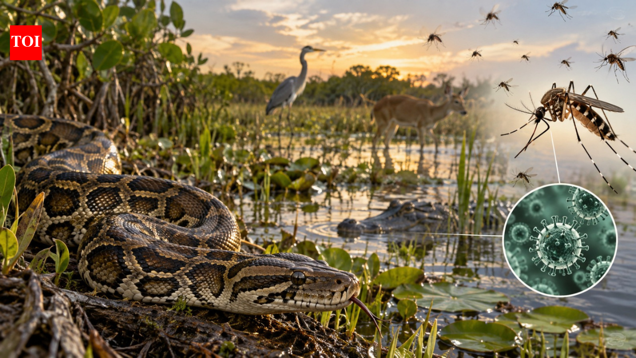 Burmese pythons reshaped Everglades wildlife and triggered an unexpected mosquito shift