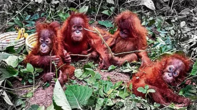 Repatriate the rescued baby orangutans immediately: Wildlife experts