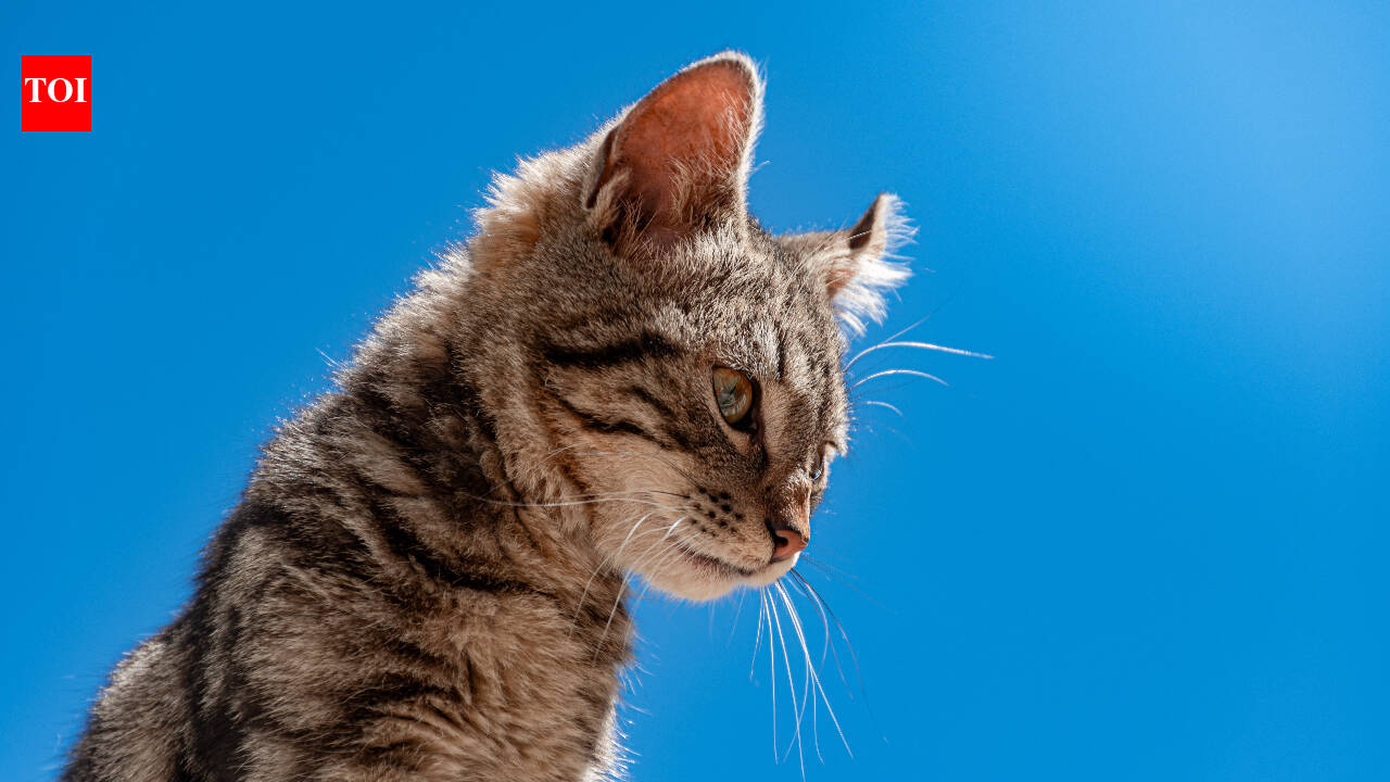 DNA reveals new 3-pound wild cat species in Bolivia after a century