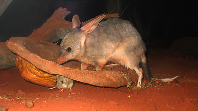 In 1997, scientists released captive-bred bilbies on an Australian island; 10 years later, they had occupied the entire island