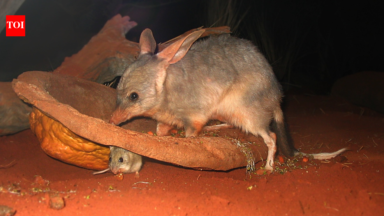 In 1997 bilbies released on Australian island; occupied entire island by 2007