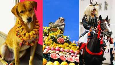 Where dogs are worshipped, monkeys are served feast and cows wear flowers: Unusual animal festivals celebrated worldwide