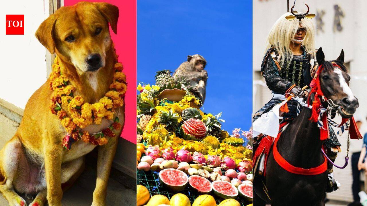 Where dogs are worshipped, monkeys are served feast and cows wear flowers: Unusual animal festivals celebrated worldwide - The Times of India