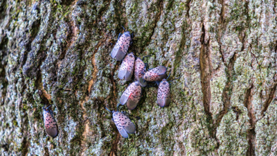 An invasive insect first found in Pennsylvania in 2014 spread across 18 US states; Canada has now confirmed its first spotted lanternfly detection in Windsor, putting grape-growing regions on alert
