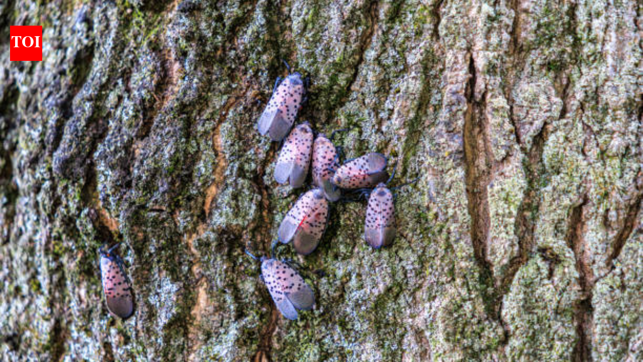 Canada confirms first spotted lanternfly in Windsor, after invasive insect spreads across 18 US states
