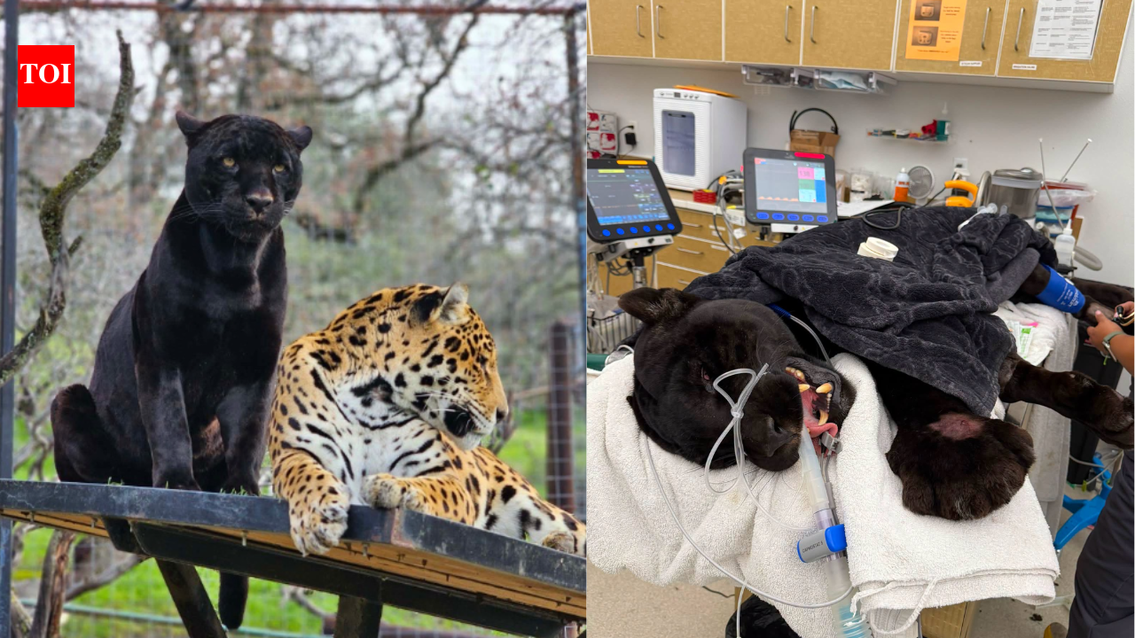 California black jaguar Samba dies from rattlesnake bite despite antivenom