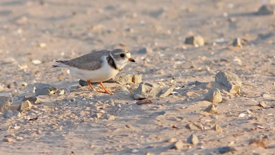 In 2019, Wisconsin turned 87,000 cubic yards of harbor dredge into 14 acres of shorebird habitat; in 2026, endangered piping plovers nested there for the first time since 1977, ending a 49-year absence