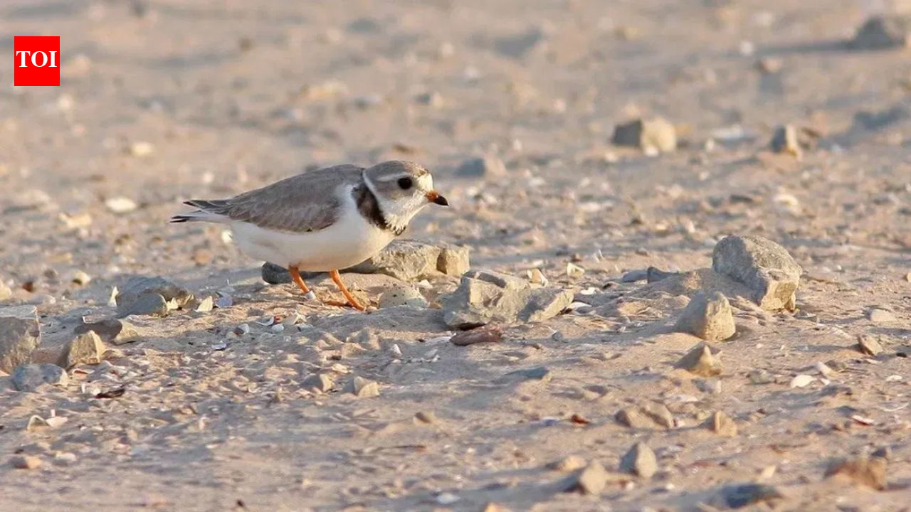 In 2019, Wisconsin turned 87,000 cubic yards of harbor dredge into 14 acres of shorebird habitat