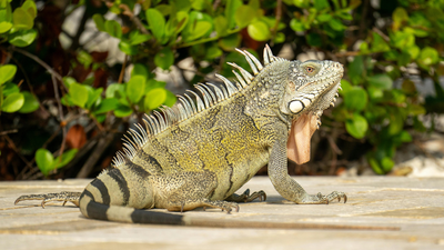 Boca Raton council votes 3-2 to impose $100 minimum fine for feeding iguanas, rats, mice and pigeons under new Florida ordinance