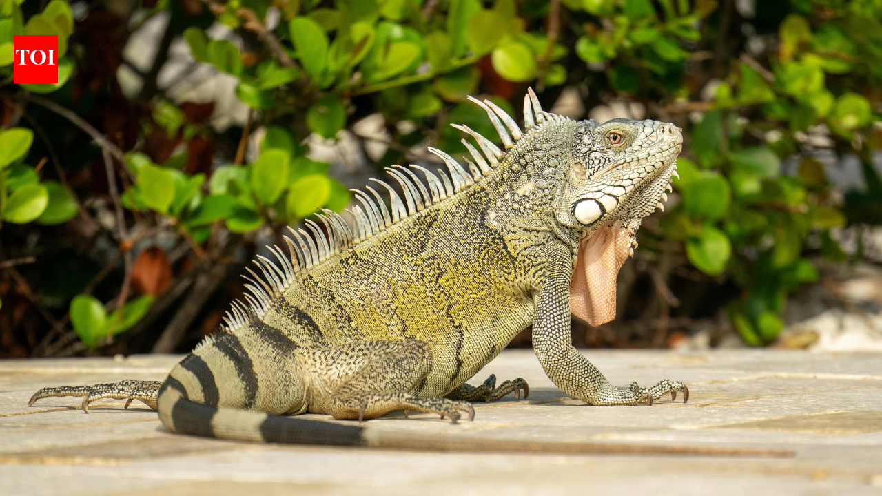 Boca Raton council votes to fine $100 minimum for feeding iguanas and pigeons