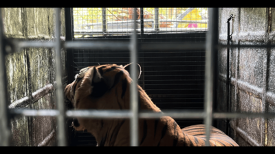 Gudalur’s man-eating tiger trapped, being transported to Chennai