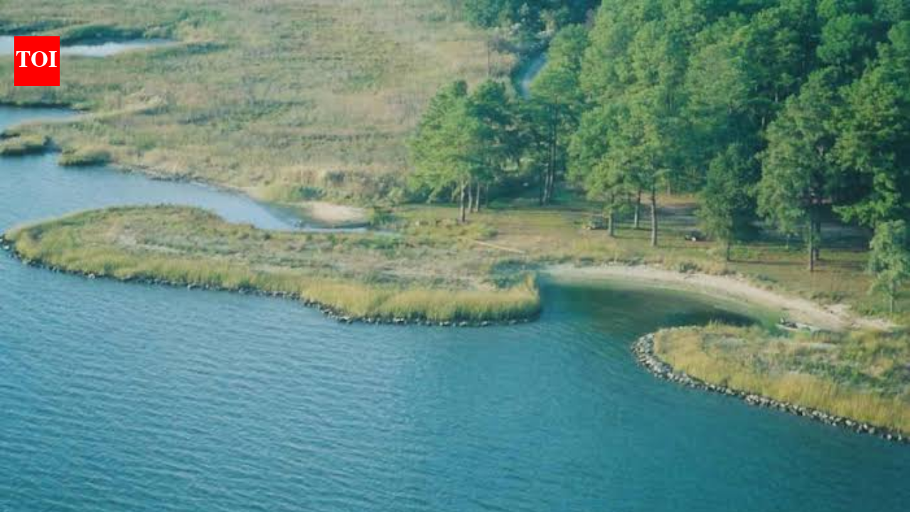 Memorial Stadium rubble built Maryland living shoreline, restoring 400ft of coast &amp; 2 acres of wetlands