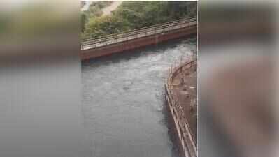 Bhadra water finally flows, bringing relief to parched fields