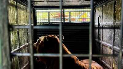 Tiger trapped in Gudalur to reach Chennai today