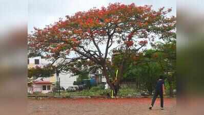 Translocation of 278 trees for B’luru-Mysuru NH project under way