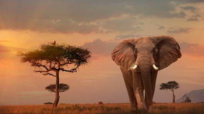 In 2014, Leonardo DiCaprio's foundation donated $1 million, helping save African elephants who were being killed for their ivory tusks at a rate of 100 per day