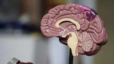 Not one, but two? Stanford University scientists find the brain is two separate organs